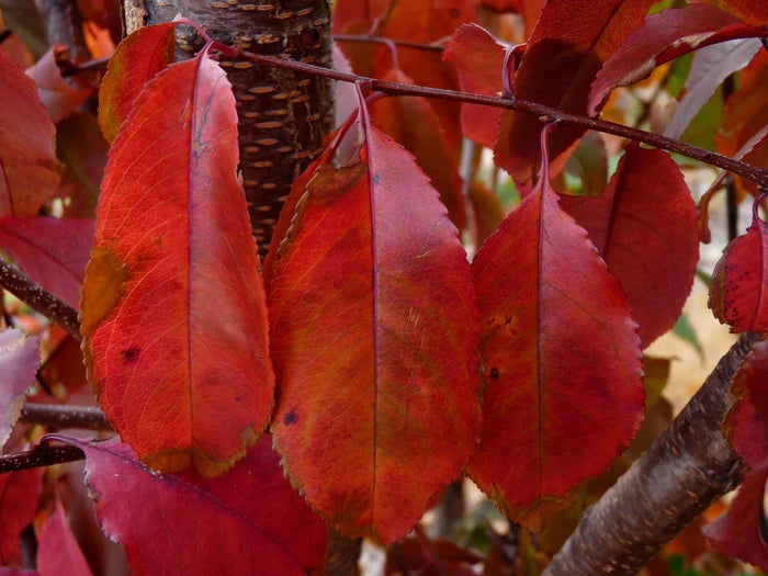 Black Cherry  20 Seeds  Prunus serotina