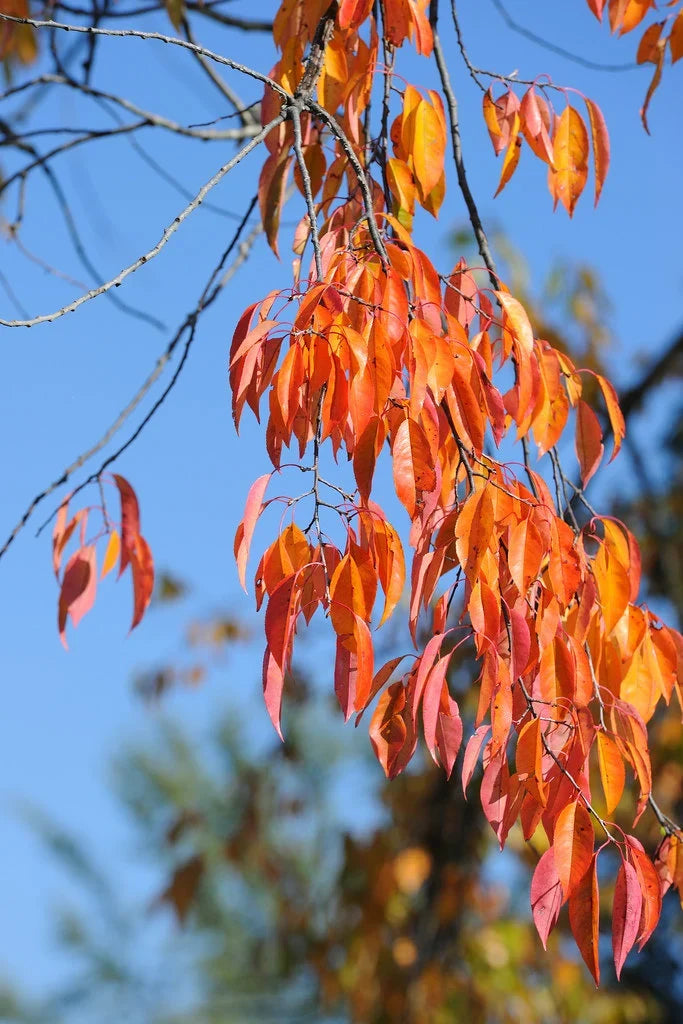 Black Cherry  20 Seeds  Prunus serotina