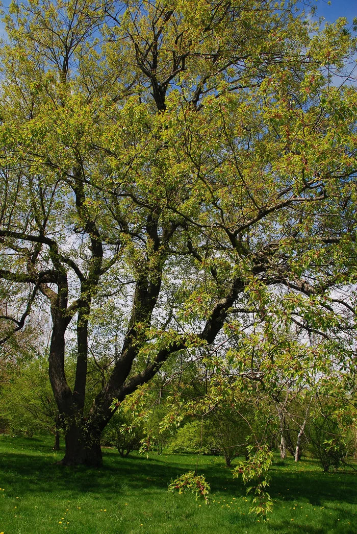Black Cherry  20 Seeds  Prunus serotina