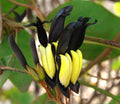 Black Coral Pea  Kennedia nigricans  10 Seeds