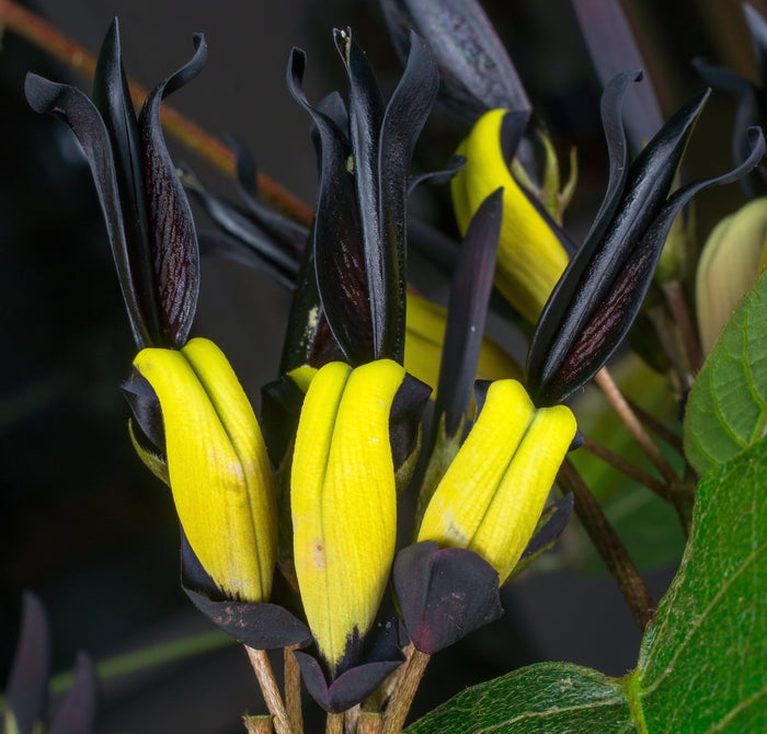 Black Coral Pea  Kennedia nigricans  10 Seeds
