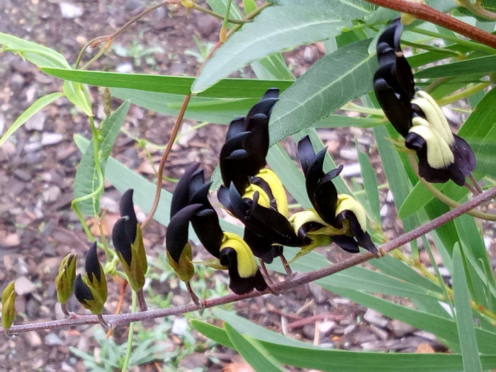 Black Coral Pea  Kennedia nigricans  10 Seeds