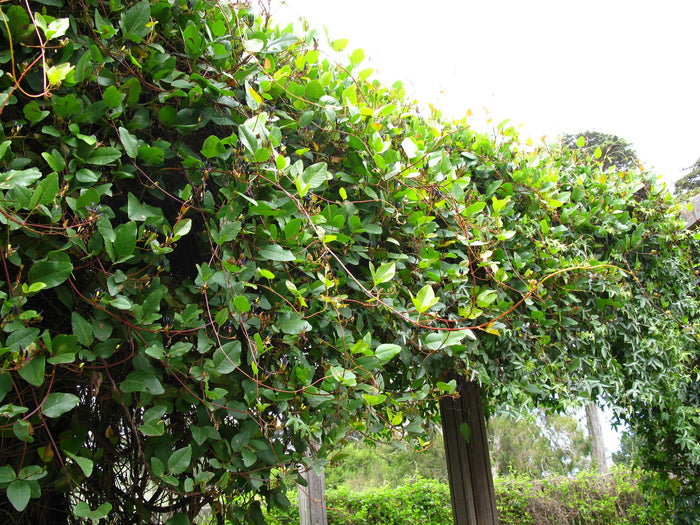 Black Coral Pea  Kennedia nigricans  10 Seeds