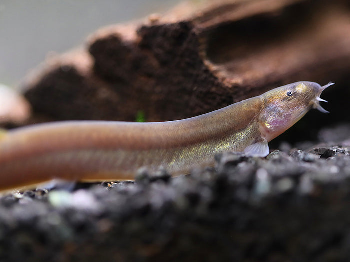 Black Kuhli Loach (Pangio oblonga) – Tank Bred
