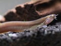 Black Kuhli Loach (Pangio oblonga) – Tank Bred