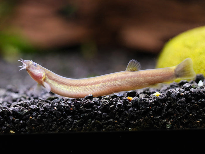 Black Kuhli Loach (Pangio oblonga) – Tank Bred