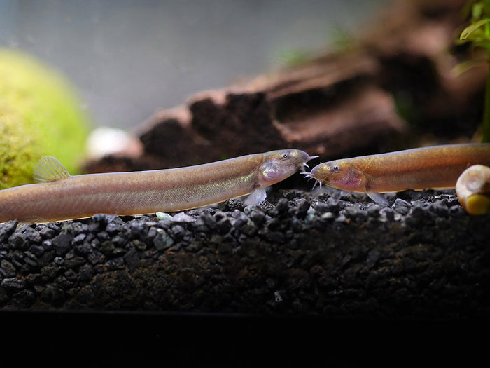 Black Kuhli Loach (Pangio oblonga) – Tank Bred