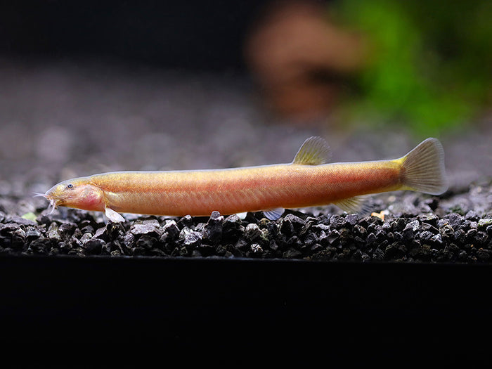 Black Kuhli Loach (Pangio oblonga) – Tank Bred
