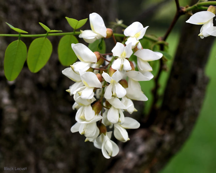 Black Locust 100 Seeds Robinia Pseudoacacia