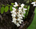 Black Locust 100 Seeds Robinia Pseudoacacia
