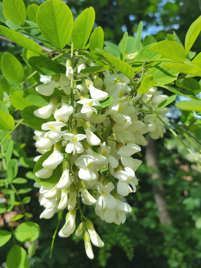 Black Locust 100 Seeds Robinia Pseudoacacia