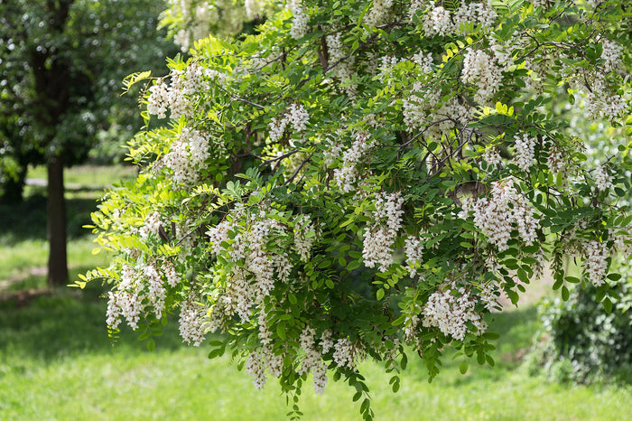 Black Locust 100 Seeds Robinia Pseudoacacia