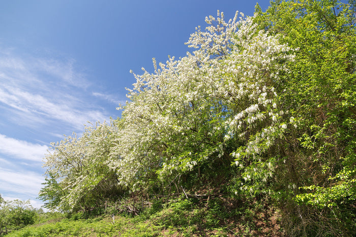 Black Locust 100 Seeds Robinia Pseudoacacia