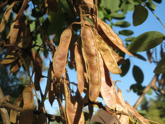 Black Locust 100 Seeds Robinia Pseudoacacia