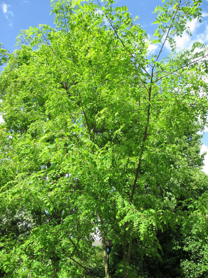 Black Locust 100 Seeds Robinia Pseudoacacia