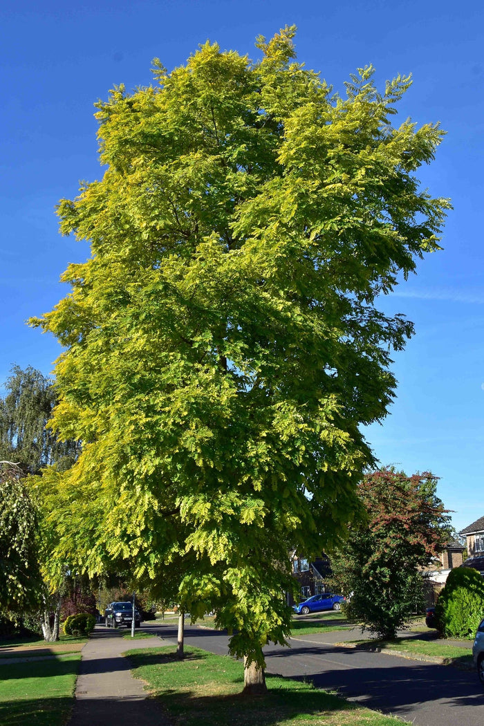 Black Locust 100 Seeds Robinia Pseudoacacia