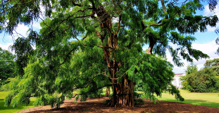Black Locust 100 Seeds Robinia Pseudoacacia