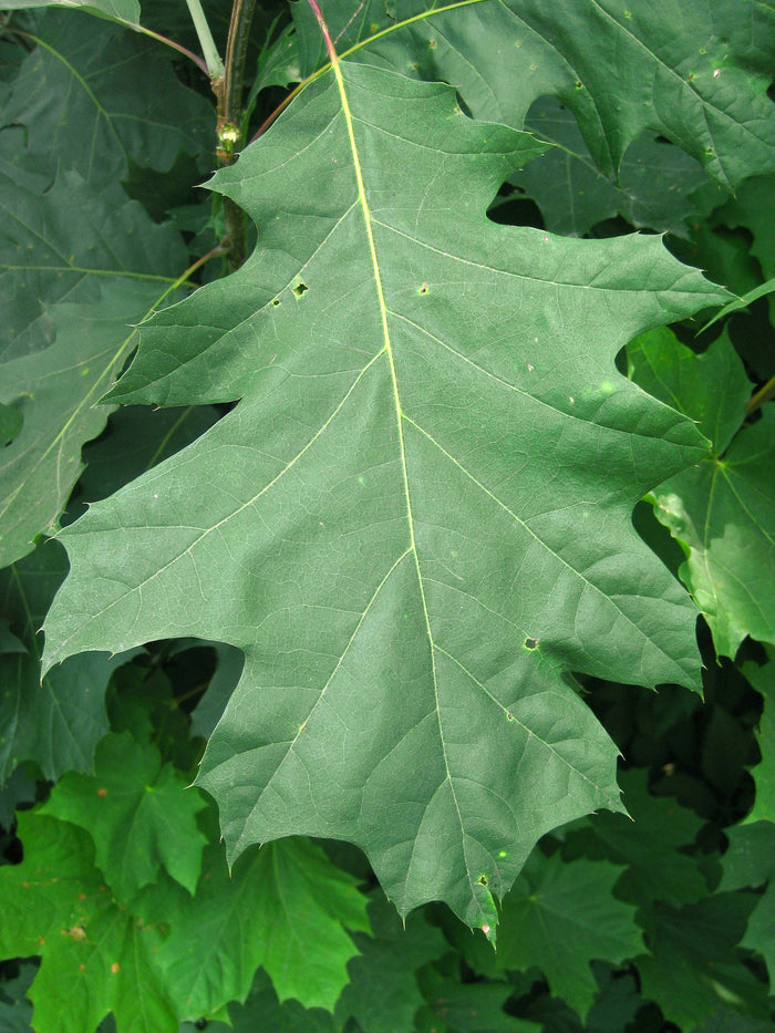 Black Oak Quercus velutina 10 Seeds