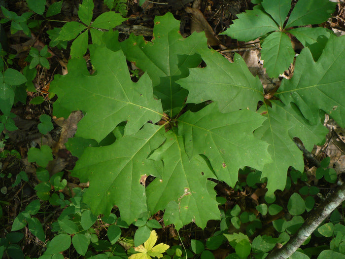 Black Oak Quercus velutina 10 Seeds