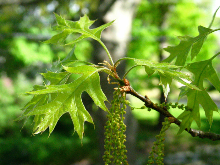Black Oak Quercus velutina 10 Seeds