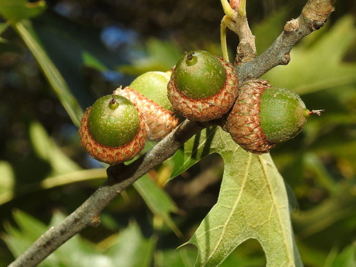 Black Oak Quercus velutina 10 Seeds