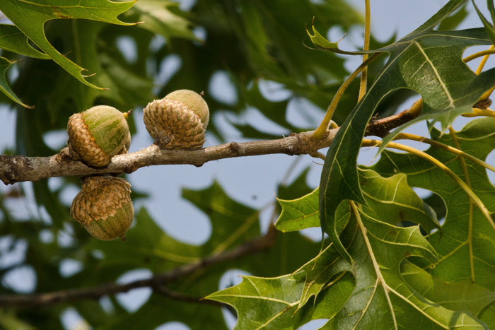 Black Oak Quercus velutina 10 Seeds