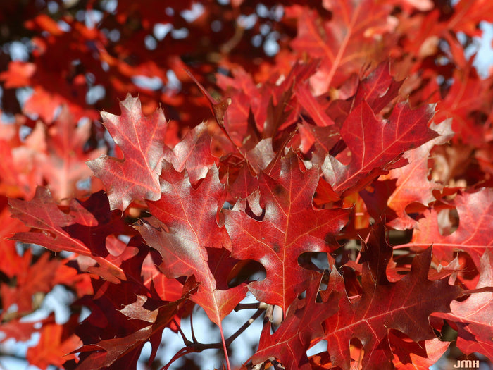 Black Oak Quercus velutina 10 Seeds