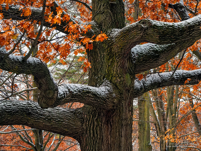 Black Oak Quercus velutina 10 Seeds
