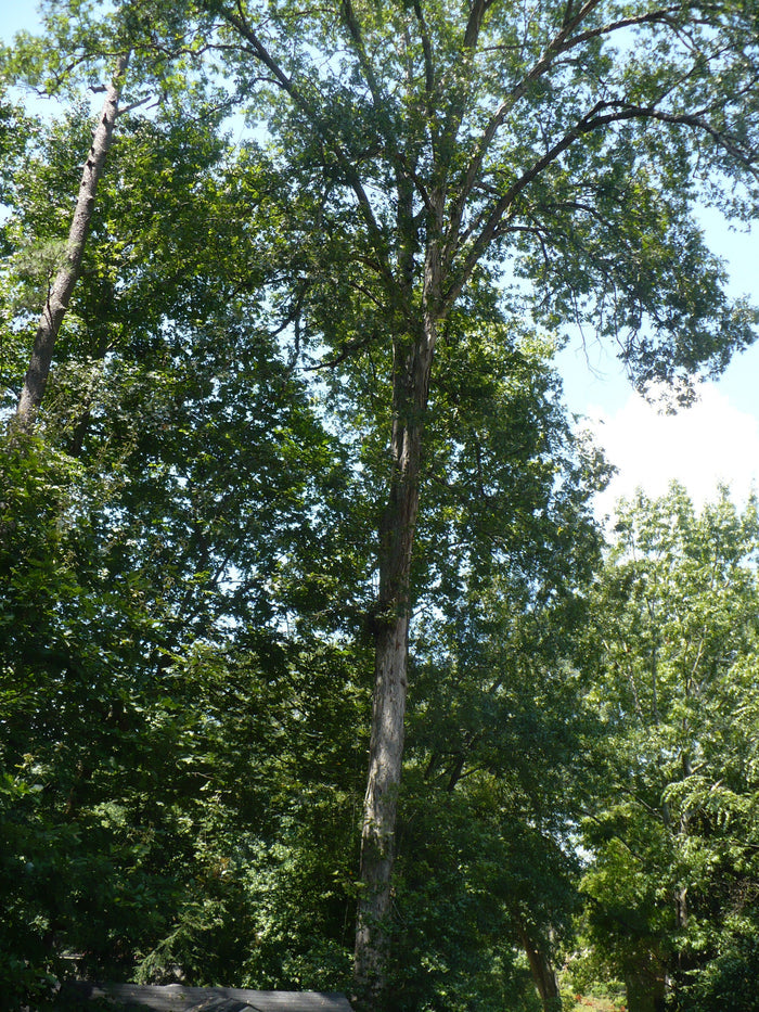 Black Oak Quercus velutina 10 Seeds