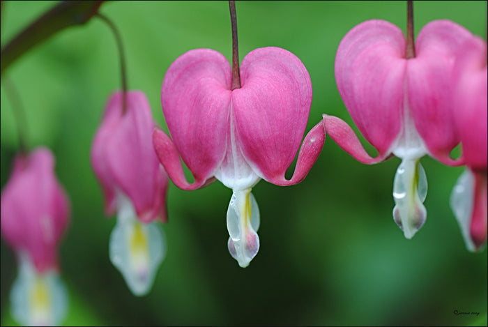 Bleeding Heart Dicentra spectabilis 20 Seeds