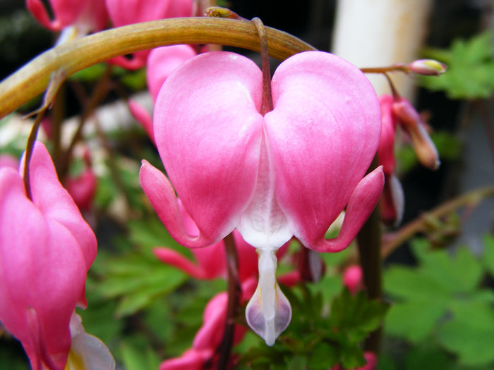 Bleeding Heart Dicentra spectabilis 20 Seeds