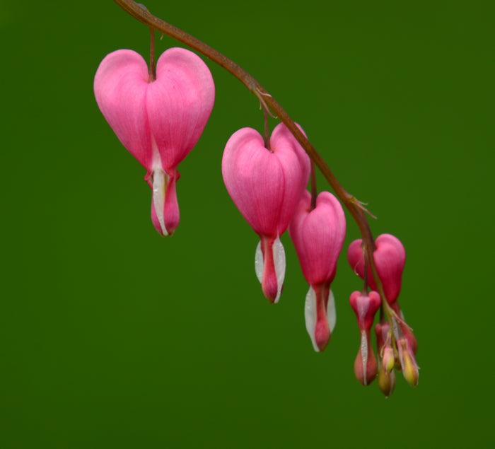 Bleeding Heart Dicentra spectabilis 20 Seeds
