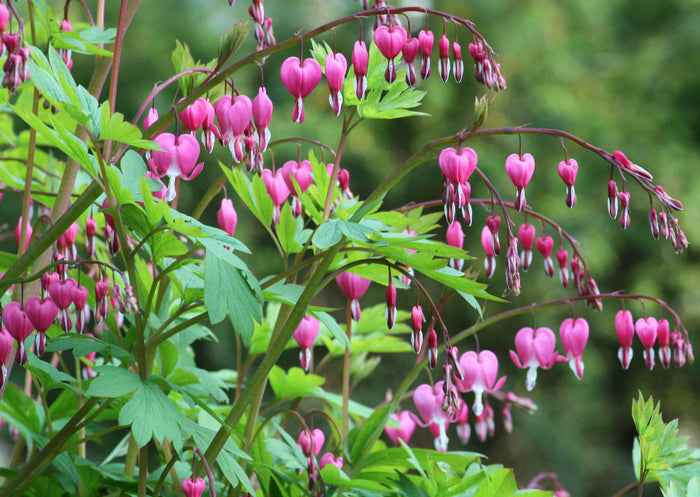 Bleeding Heart Dicentra spectabilis 20 Seeds