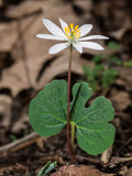 Bloodroot Sanguinaria canadensis 20 Seeds