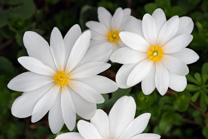 Bloodroot Sanguinaria canadensis 20 Seeds