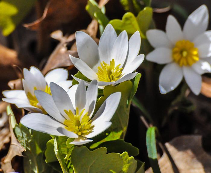 Bloodroot Sanguinaria canadensis 20 Seeds