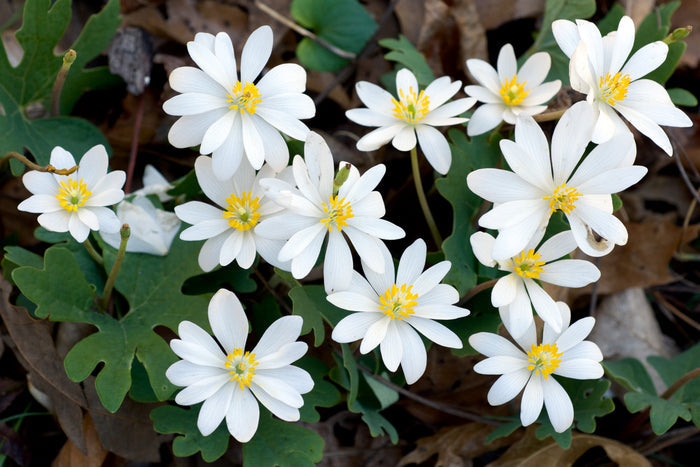 Bloodroot Sanguinaria canadensis 20 Seeds