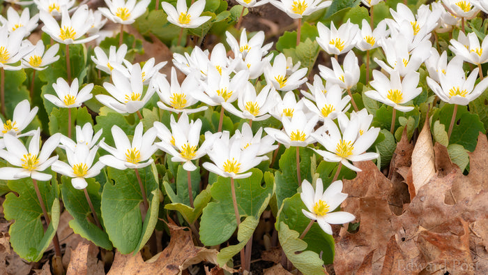 Bloodroot Sanguinaria canadensis 20 Seeds