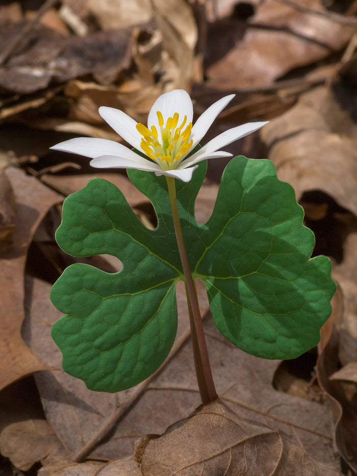 Bloodroot Sanguinaria canadensis 20 Seeds