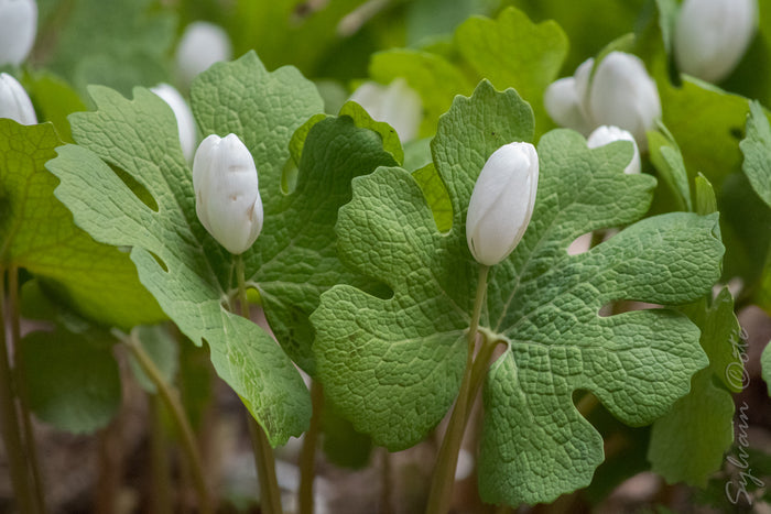 Bloodroot Sanguinaria canadensis 20 Seeds