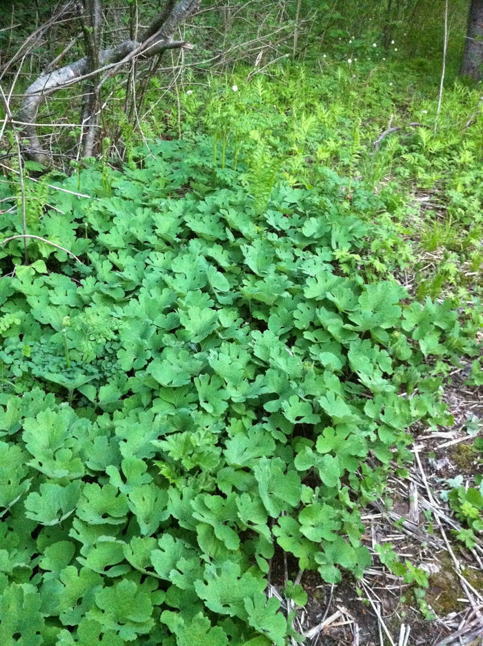 Bloodroot Sanguinaria canadensis 20 Seeds