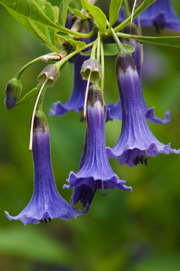 Blue Angels Trumpet Acnistus australis 50 Seeds