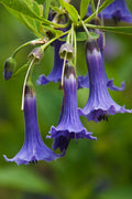 Blue Angels Trumpet Acnistus australis 50 Seeds