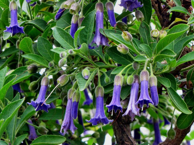 Blue Angels Trumpet Acnistus australis 50 Seeds