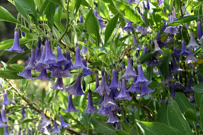 Blue Angels Trumpet Acnistus australis 50 Seeds