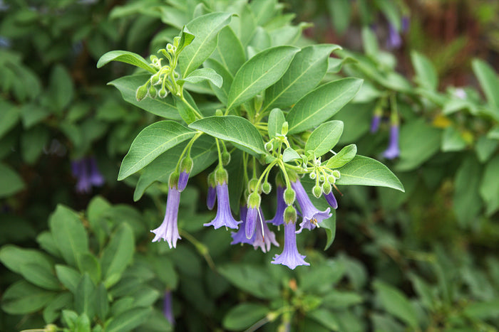 Blue Angels Trumpet Acnistus australis 50 Seeds