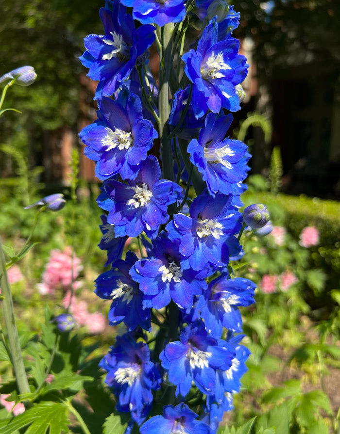 Blue Bird Delphinium   20 Seeds Larkspur   Delphinium cultorum