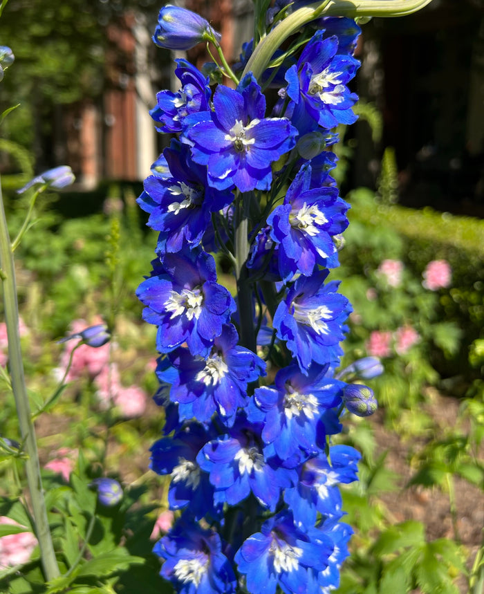 Blue Bird Delphinium   20 Seeds Larkspur   Delphinium cultorum