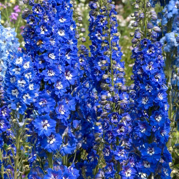 Blue Bird Delphinium   20 Seeds Larkspur   Delphinium cultorum