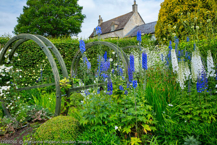 Blue Bird Delphinium   20 Seeds Larkspur   Delphinium cultorum